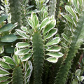 Euphorbia trigona variegata