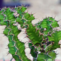 Euphorbia 'Zig Zag'