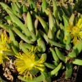 Faucaria Albidens