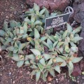 Faucaria Britteniae