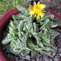 Faucaria Felina