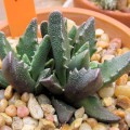 Faucaria Gratiae