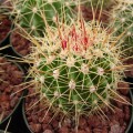 Ferocactus Alamosanus