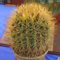 Ferocactus Chrysacanthus