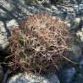 Ferocactus Cylindraceus