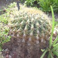 Ferocactus Diguetii