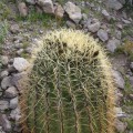 Ferocactus Eastwoodiae