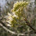 Fouquieria Fasciculata