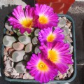 Frithia Pulchra