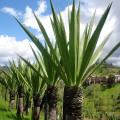 Furcraea andina