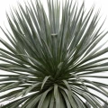 Furcraea bedinghausii