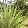 Furcraea cabuya