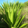 Furcraea foetida