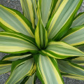 Furcraea foetida 'Mediopicta'