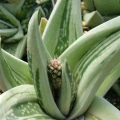 ×Gasteraloe 'Green Ice'