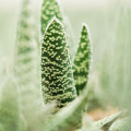 Gasteria