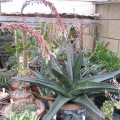 Gasteria acinacifolia