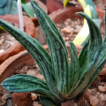 Gasteria 'Aramatsu'