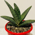 Gasteria batesiana