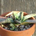 Gasteria Batesiana