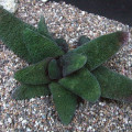 Gasteria batesiana 'Barberton'