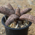 Gasteria batesiana var. dolomitica