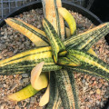 Gasteria batesiana 'Variegata'