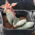 Gasteria baylissiana