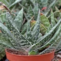 Gasteria bicolor