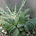 Gasteria bicolor var. liliputana