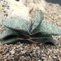 Gasteria brachyphylla