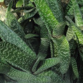 Gasteria carinata