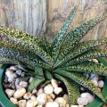 Gasteria carinata var. verrucosa
