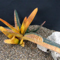 Gasteria carinata 'Variegata'