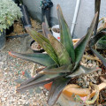Gasteria croucheri