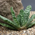 Gasteria disticha