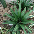 Gasteria excelsa