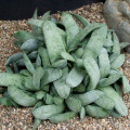 Gasteria glauca
