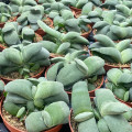 Gasteria glomerata