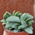 Gasteria glomerata 'Variegata'