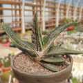 Gasteria 'Little Warty'