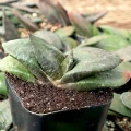 Gasteria nitida var. armstrongii