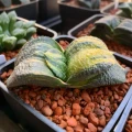 Gasteria nitida var. armstrongii 'Variegata'