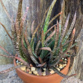 Gasteria pulchra