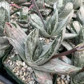 Gasteria 'Sakura Fuji'