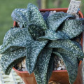 Gasteria vlokii