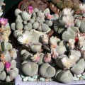 Gibbaeum Album