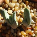 Gibbaeum Angulipes