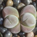 Gibbaeum Dispar