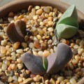 Gibbaeum Esterhuyseniae